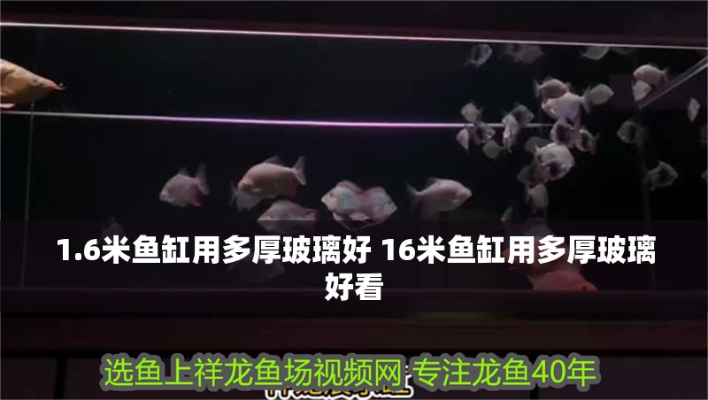 魚缸用增氧泵價格是多少:魚缸增氧機-xtrac增氧機-xtrac增氧機 1.6米魚缸用多厚玻璃好 16米魚缸用多厚玻璃好看 觀賞魚百科 1.6米魚缸用多厚玻璃好 16米魚缸用多厚玻璃好看 1.6米魚缸用多厚玻璃好 16米魚缸用多厚玻璃好看 觀賞魚百科