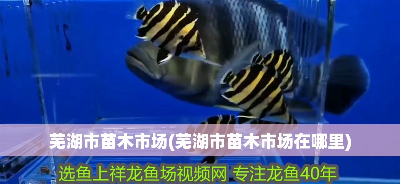 蕪湖市苗木市場(蕪湖市苗木市場在哪里)