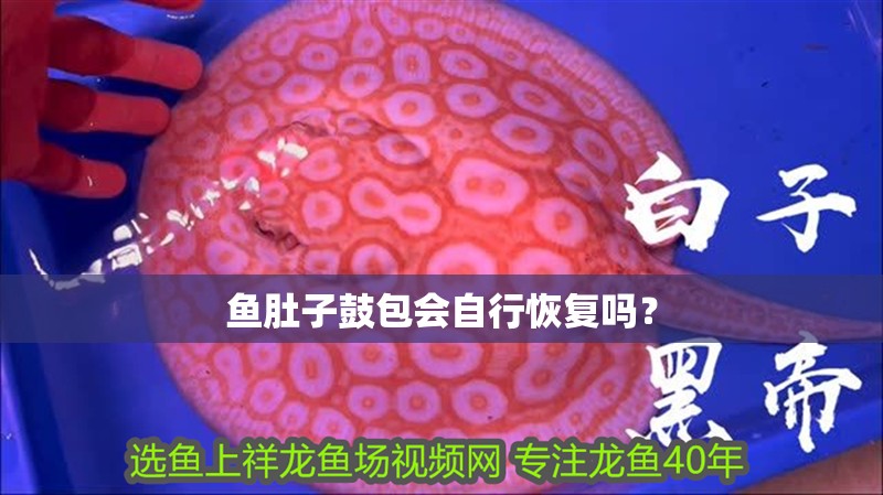 魚肚子鼓包會自行恢復嗎？