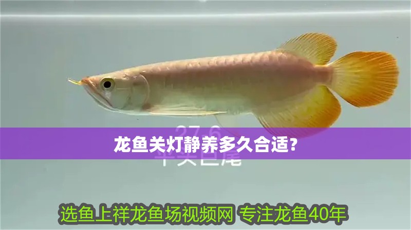 龍魚關燈靜養多久合適？