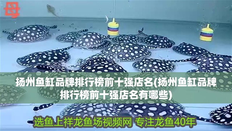 揚州魚缸品牌排行榜前十強店名(揚州魚缸品牌排行榜前十強店名有哪些)