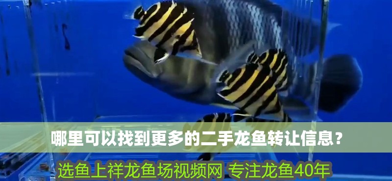 哪里可以找到更多的二手龍魚轉讓信息？