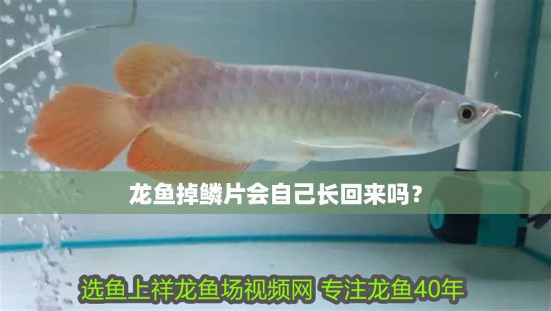 龍魚掉鱗片會自己長回來嗎？