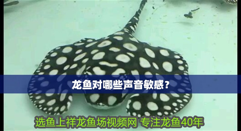 龍魚(yú)對(duì)哪些聲音敏感？
