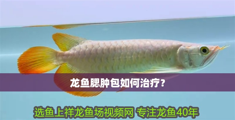 龍魚腮腫包如何治療？