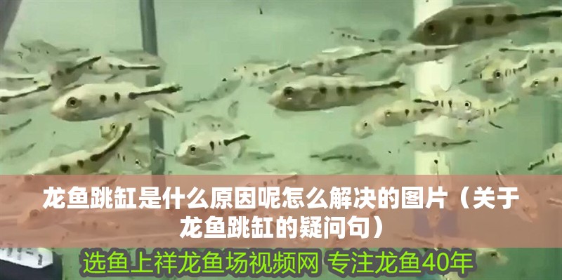 龍魚跳缸是什么原因呢怎么解決的圖片（關于龍魚跳缸的疑問句）