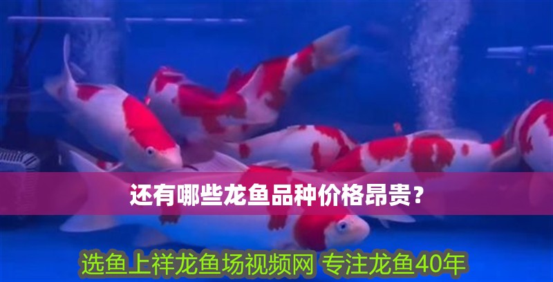還有哪些龍魚品種價格昂貴？