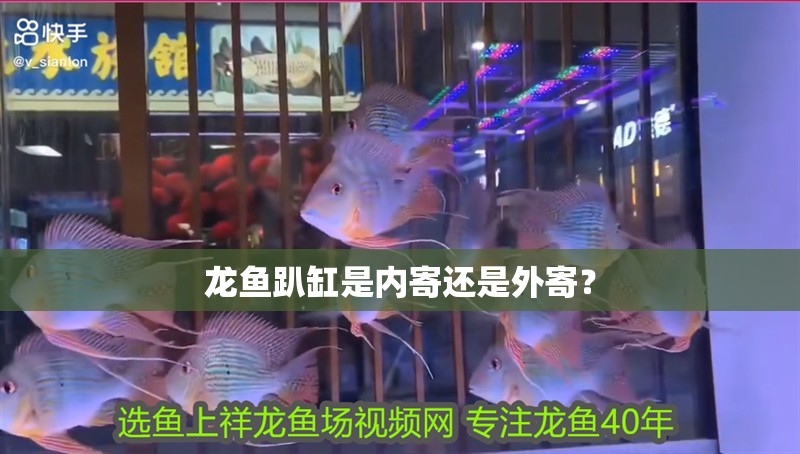 龍魚趴缸是內寄還是外寄？ 龍魚趴缸是內寄還是外寄？ 龍魚百科