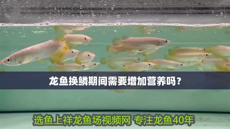 龍魚換鱗期間需要增加營養嗎？