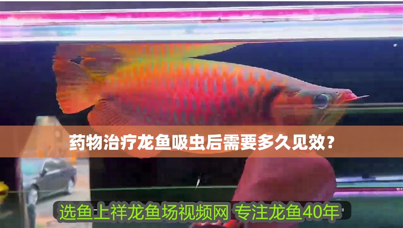 藥物治療龍魚吸蟲后需要多久見效？