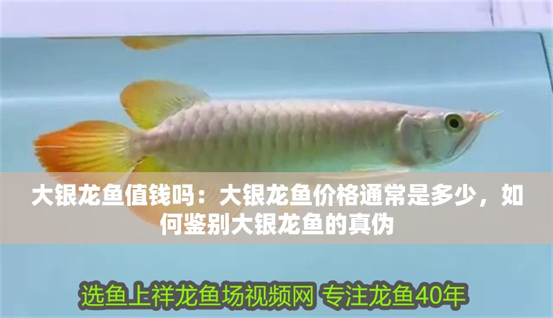 大銀龍魚值錢嗎：大銀龍魚價格通常是多少，如何鑒別大銀龍魚的真偽
