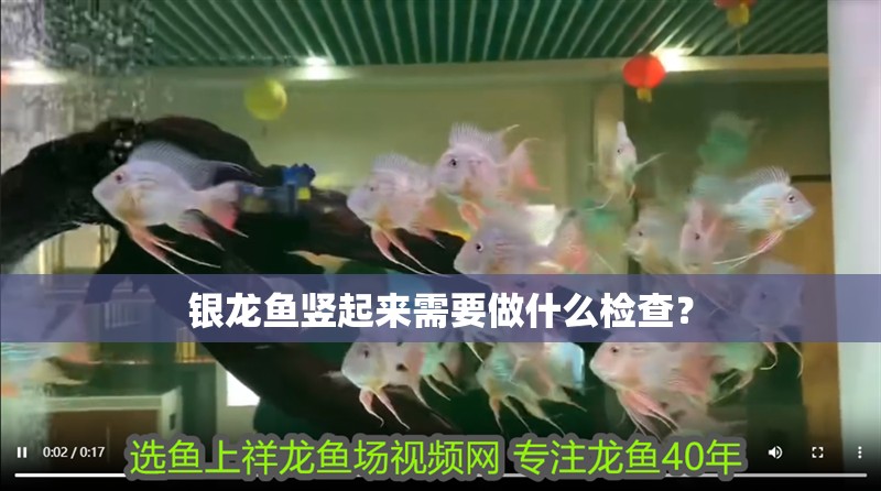 銀龍魚豎起來需要做什么檢查？