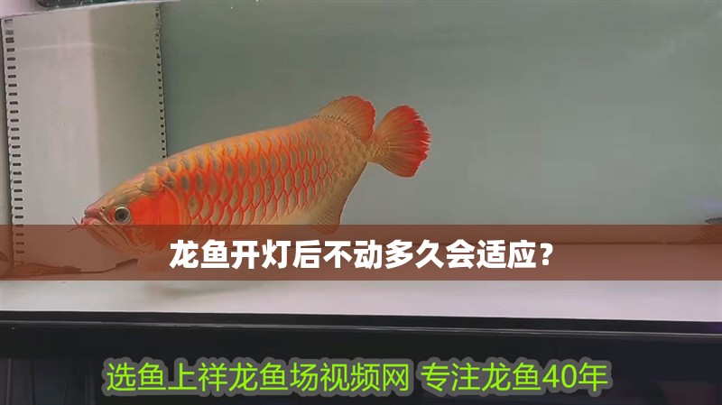 龍魚開燈后不動多久會適應？