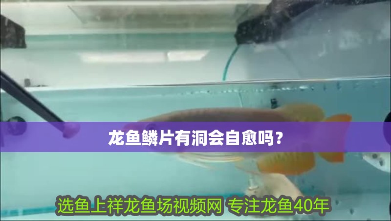 龍魚鱗片有洞會自愈嗎？ 龍魚鱗片有洞會自愈嗎？ 龍魚百科