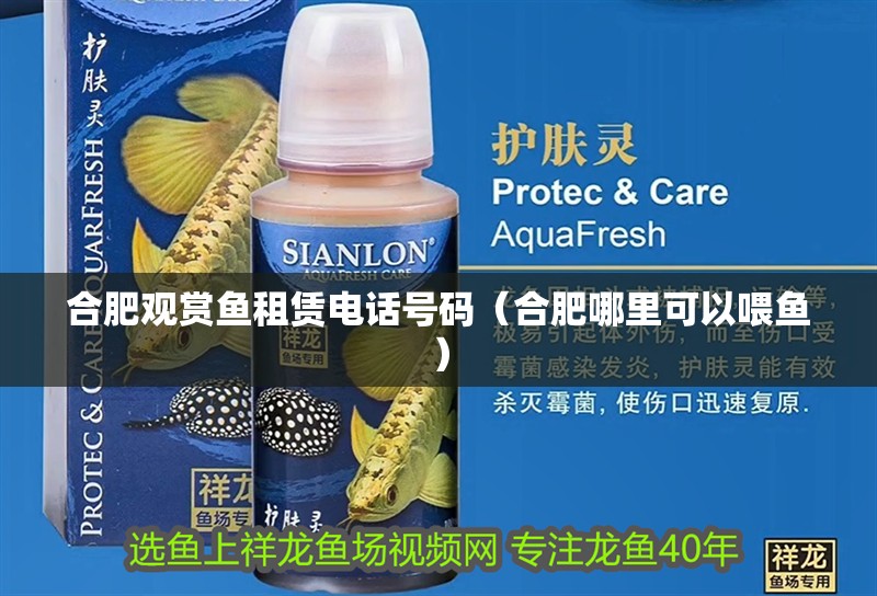 合肥觀賞魚租賃電話號碼（合肥哪里可以喂魚）