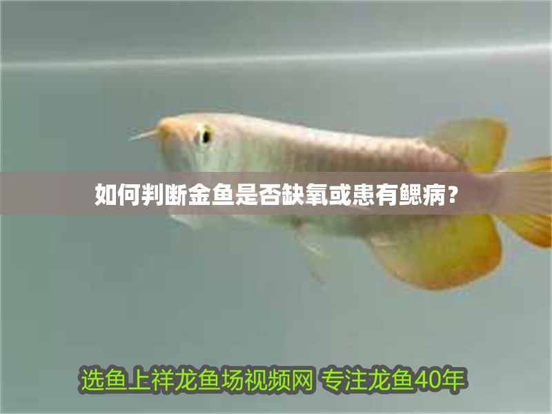 如何判斷金魚是否缺氧或患有鰓病？
