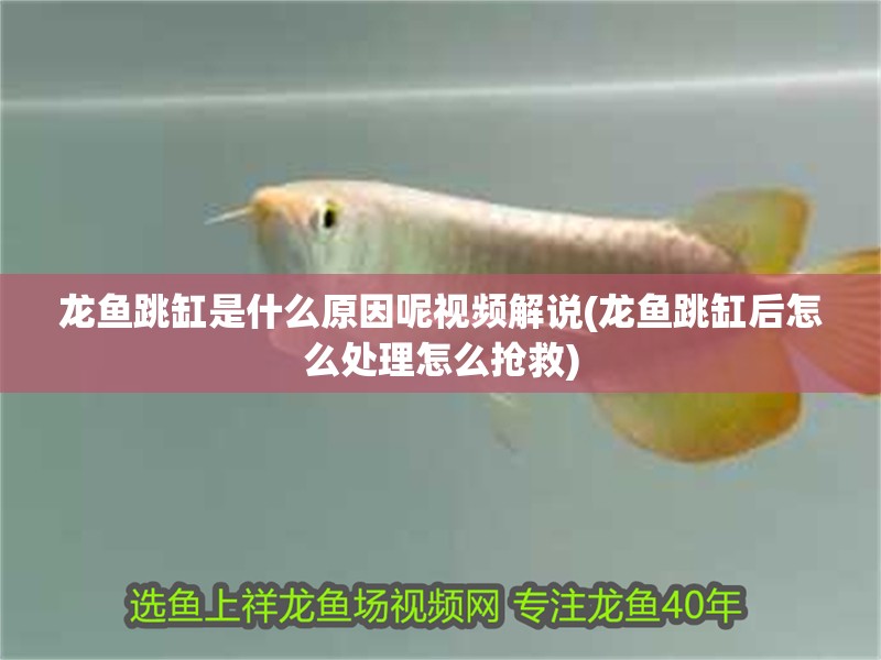 龍魚跳缸是什么原因呢視頻解說(龍魚跳缸后怎么處理怎么搶救)