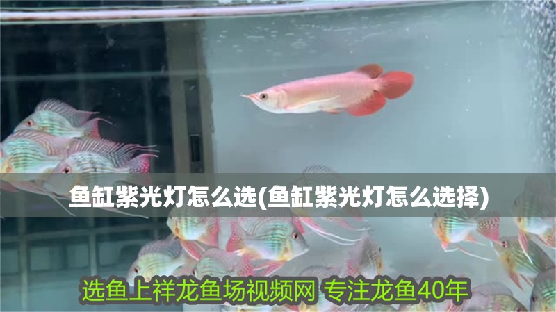 魚缸紫光燈怎么選(魚缸紫光燈怎么選擇)