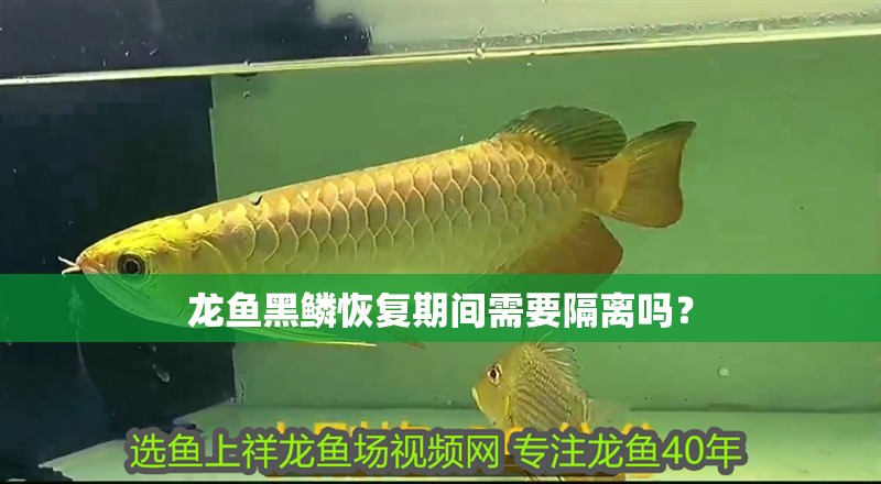 龍魚黑鱗恢復(fù)期間需要隔離嗎？