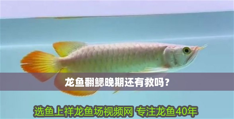 龍魚翻鰓晚期還有救嗎？
