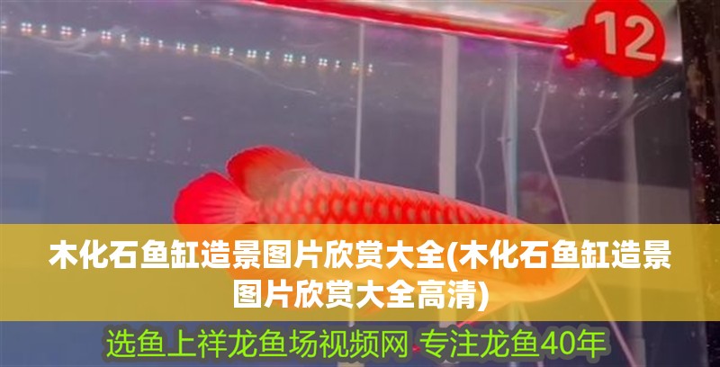 木化石魚缸造景圖片欣賞大全(木化石魚缸造景圖片欣賞大全高清)
