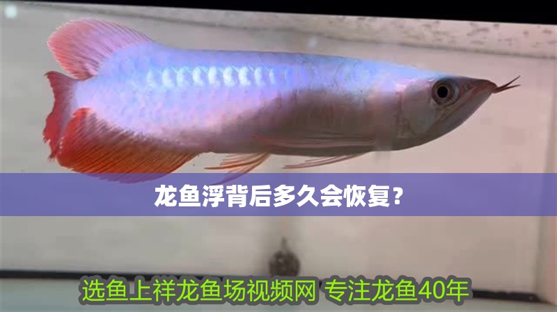 龍魚浮背后多久會恢復？