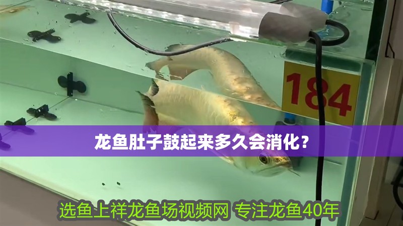 龍魚肚子鼓起來多久會消化？