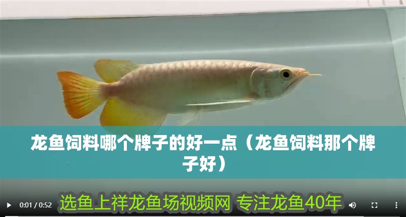 龍魚(yú)飼料哪個(gè)牌子的好一點(diǎn)（龍魚(yú)飼料那個(gè)牌子好）