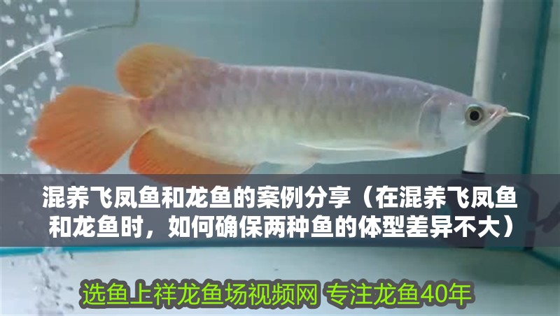 混養(yǎng)飛鳳魚和龍魚的案例分享（在混養(yǎng)飛鳳魚和龍魚時，如何確保兩種魚的體型差異不大）