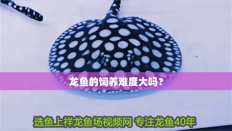 龍魚的飼養(yǎng)難度大嗎？