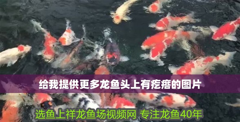 給我提供更多龍魚頭上有疙瘩的圖片