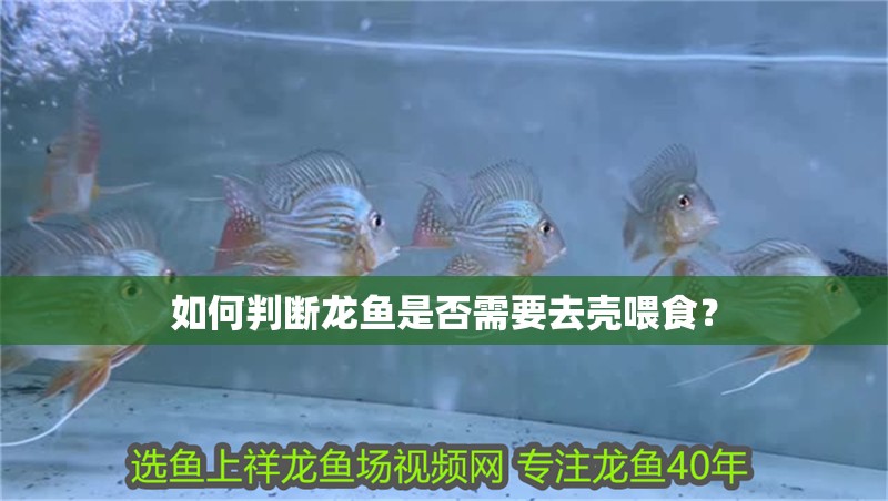如何判斷龍魚(yú)是否需要去殼喂食？