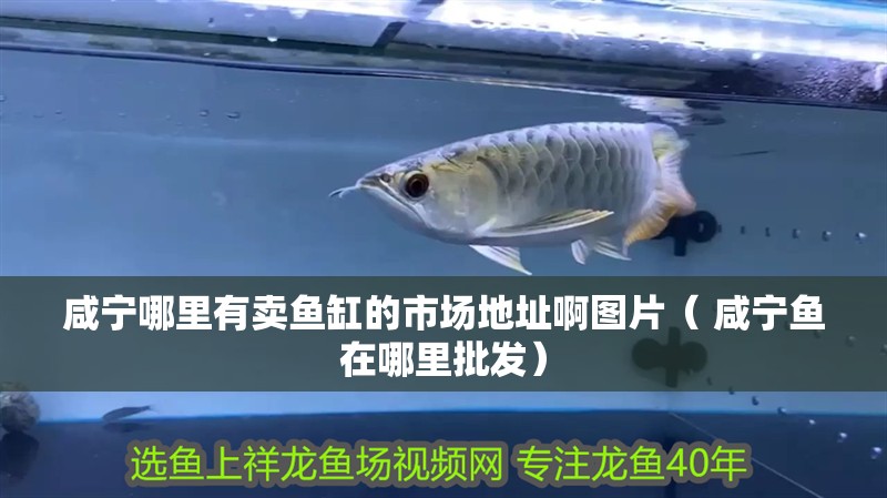 咸寧哪里有賣魚缸的市場地址啊圖片（ 咸寧魚在哪里批發）