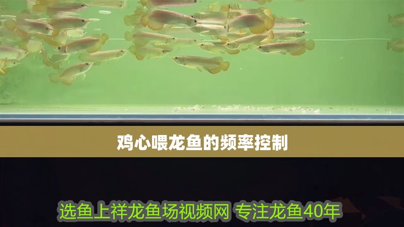 雞心喂龍魚(yú)的頻率控制