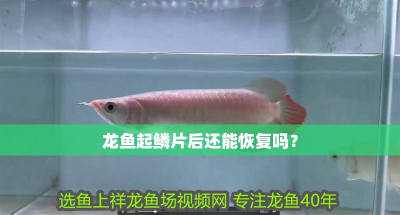 龍魚起鱗片后還能恢復(fù)嗎？