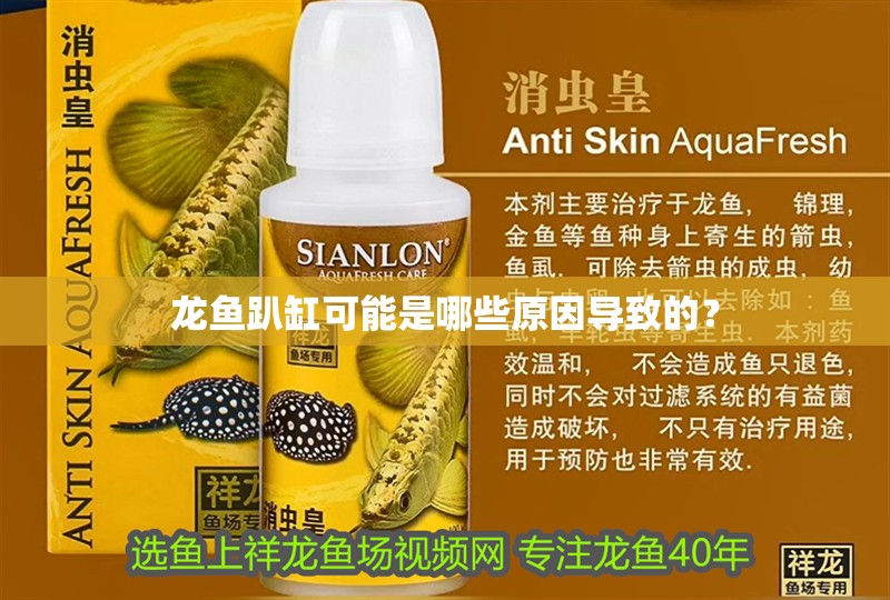 龍魚趴缸可能是哪些原因導致的？