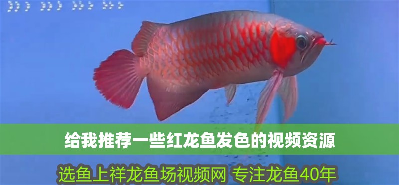 給我推薦一些紅龍魚發(fā)色的視頻資源