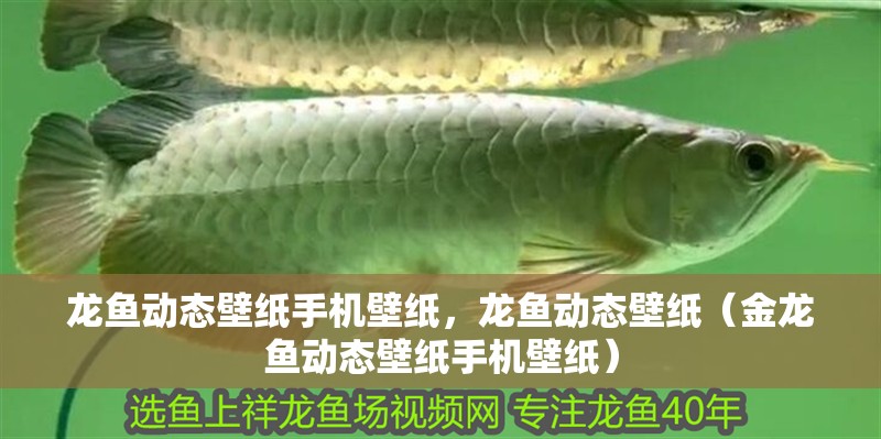 龍魚動(dòng)態(tài)壁紙手機(jī)壁紙，龍魚動(dòng)態(tài)壁紙（金龍魚動(dòng)態(tài)壁紙手機(jī)壁紙）