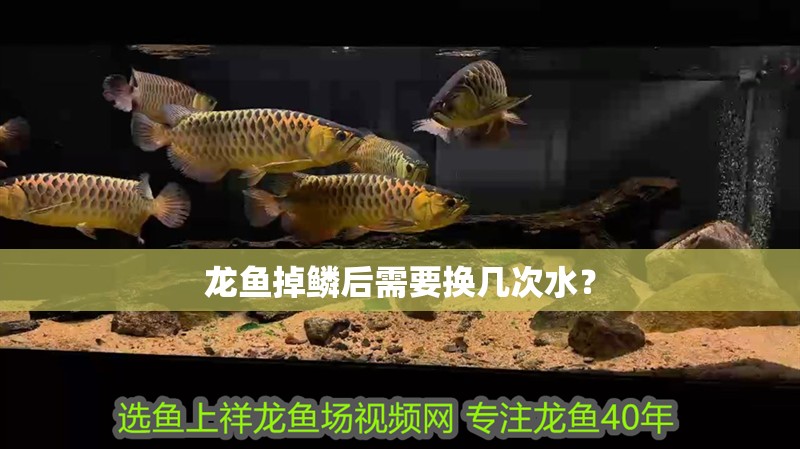 龍魚掉鱗后需要換幾次水？