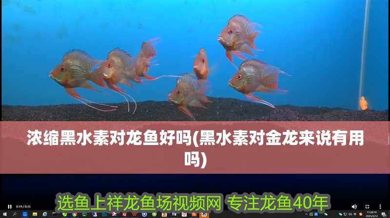 濃縮黑水素對龍魚好嗎(黑水素對金龍來說有用嗎)