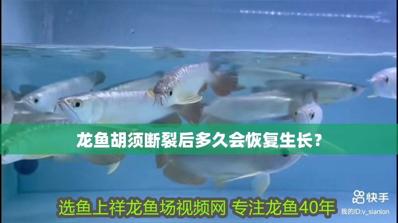 龍魚胡須斷裂后多久會恢復生長？
