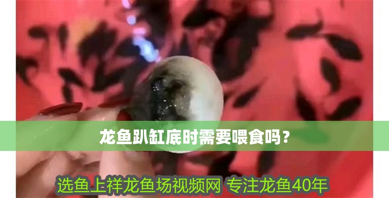 龍魚趴缸底時需要喂食嗎？