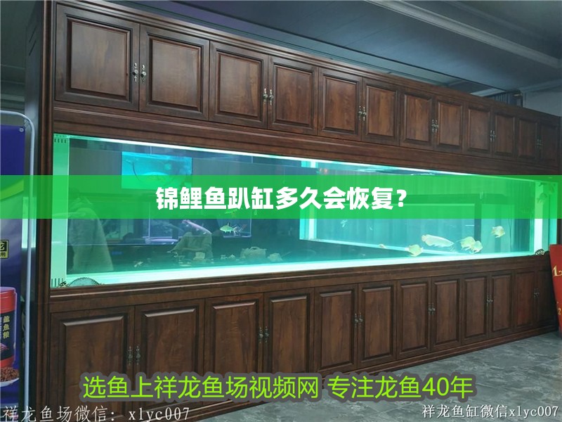 錦鯉魚趴缸多久會恢復(fù)？
