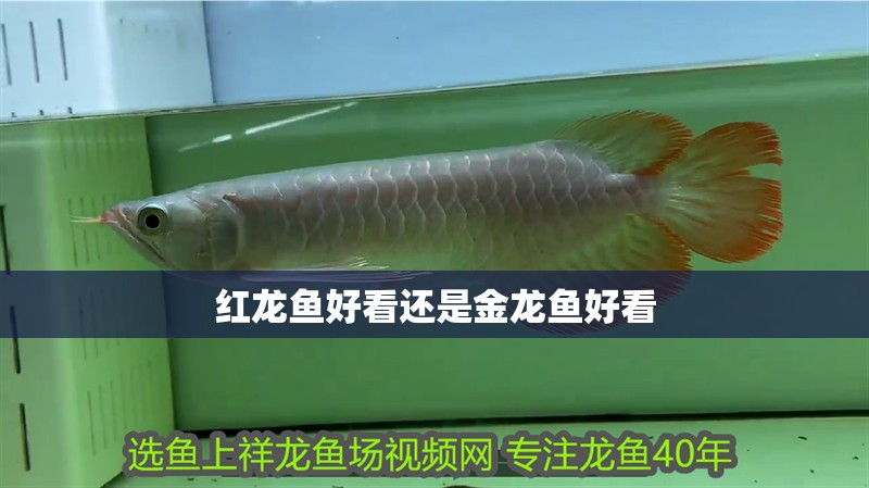 紅龍魚好看還是金龍魚好看