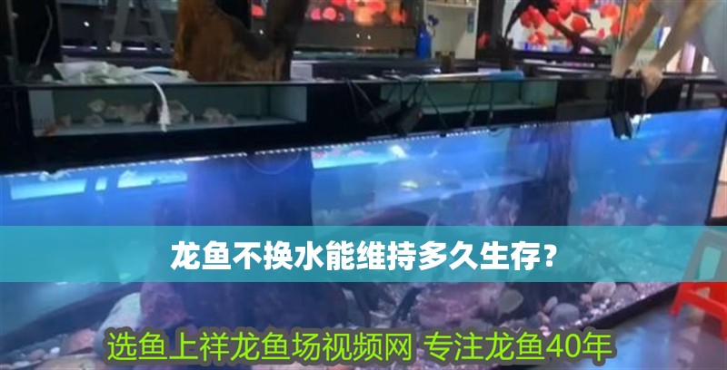 龍魚不換水能維持多久生存？ 龍魚不換水能維持多久生存？ 龍魚百科