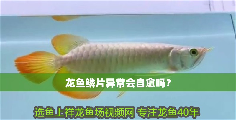 龍魚鱗片異常會自愈嗎？