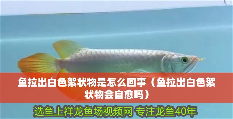 魚拉出白色絮狀物是怎么回事（魚拉出白色絮狀物會自愈嗎） 魚拉出白色絮狀物是怎么回事（魚拉出白色絮狀物會自愈嗎） 龍魚百科