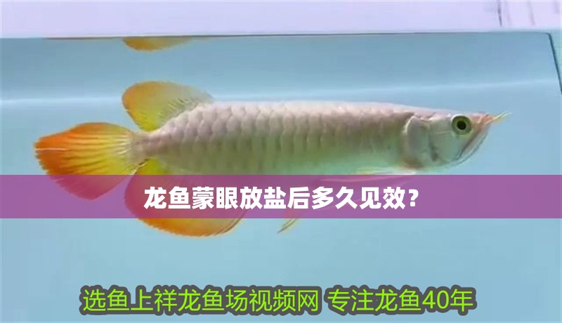 龍魚蒙眼放鹽后多久見效？
