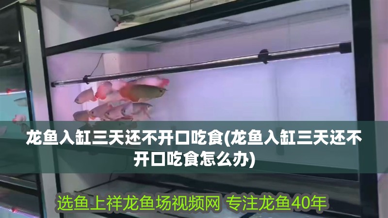 龍魚入缸三天還不開口吃食(龍魚入缸三天還不開口吃食怎么辦)
