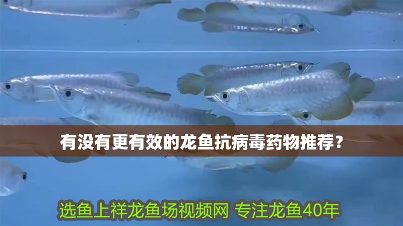 有沒有更有效的龍魚抗病毒藥物推薦？